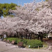 春の楽しみ方🌸花粉対策とお花見シーズン