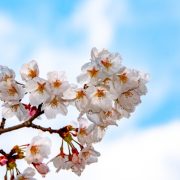 名古屋で桜を見るならココ！